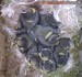 10 bébés mésanges bleues à près de 4 semaines, proches de l'envol (26/05/04)