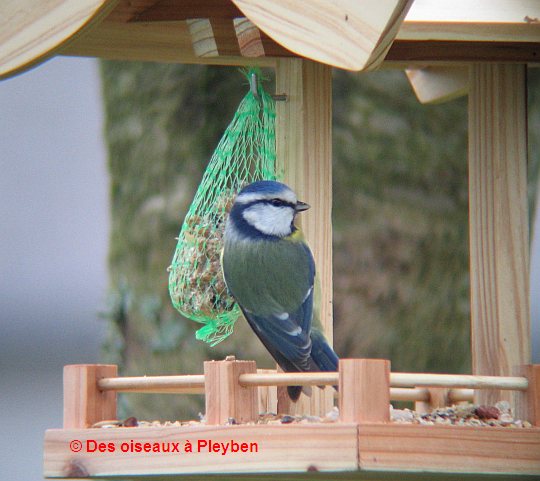 La mésange bleue
