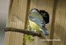 Une mésange bleue apporte de la mousse dans son nid (08/04/06)