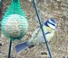 Mésange bleue sur une boule de graisse (31/12/08)