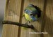 Une mésange bleue apporte de la mousse dans son nid (08/04/06)