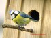 Une mésange bleue apporte de la mousse dans son nid (08/04/06)