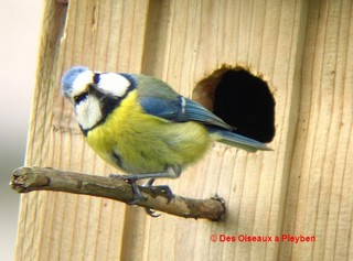 Mésange bleue nid