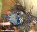 Mésange bleue (femelle?) sur son nid (08/05/06)