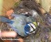 Mésange bleue (femelle?) sur son nid (08/05/06)