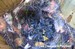 10 bébés mésanges bleues de 15 jours (23/05/06)