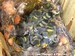 10 bébés mésanges bleues de 18 jours (26/05/06)