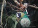 Mésange charbonnière sur une boule de graisse