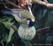 Mésange charbonnière sur une boule de graisse 