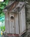 C'est le moment de l'envol : une mésange charbonnière se présente à la sortie du nichoir(02/07/2010)