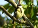 Jeune mésange charbonnière après la sortie du nid (09/06/06) Il va vite s'éloigner pour ne pas attirer les prédateurs