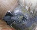 Après le départ de la première nichée, le nichoir est à nouveau occupé par une mésange charbonnière (09/06/2010)