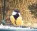 Mésange charbonnière sur un mangeoire (11/01/09)
