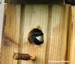 Va et vient d'une mésange charbonnière pour nourrir la nichée (13/05/07) Elle transporte des chenilles, sous la pluie