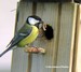 La mésange charbonnière apporte des chenilles (plus grosses) à sa nichée(19/05/07)