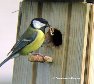 Mésange charbonnière nourrissant ses petits