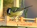 Mésange charbonnière sur un mangeoire