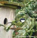 La mésange charbonnière visite le nid (23/04/06)
