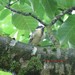 Une jeune mésange charbonnière, à peine sortie du nid, attend ses frères et soeurs, près du nichoir (02/07/2010)
