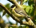 Jeune mésange charbonnière après la sortie du nid (09/06/06) Il va vite s'éloigner pour ne pas attirer les prédateurs