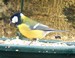 Mésange charbonnière sur un mangeoire (11/01/09)