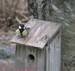 Une mésange charbonnière en reconnaissance sur un nichoir (22/03/2010)