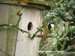 La mésange charbonnière visite le nid (23/04/06)