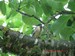Cette jeune mésange charbonnière ne restera pas longtemps près du nichoi, les parents vont l'entrainer au loin, avec les autres(02/07/2010)