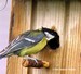 Va et vient d'une mésange charbonnière pour nourrir la nichée (13/05/07) Elle transporte des chenilles, sous la pluie