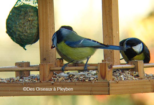 Mangeoire pour oiseaux du jardin