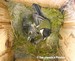 Mésange charbonnière au nid avec ses petits (19/05/07)