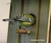 La mésange charbonnière apporte des chenilles (plus grosses) à sa nichée (19/05/07)