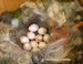 10 oeufs de mésange charbonnière (10/05/06) On peut noter la grande variété de matériaux dans le nid