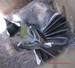 La mésange charbonnière montre son agressivité sur son nid (30/04/2010)