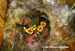 Une mésange charbonnière surprise dans le nid avec ses bébés (23/05/06)