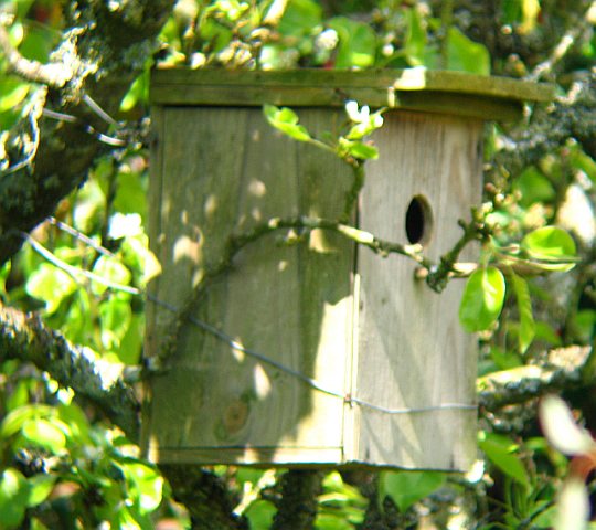 Nid de mésange charbonnière
