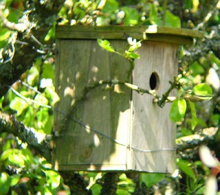 Nid de mésange charbonnière