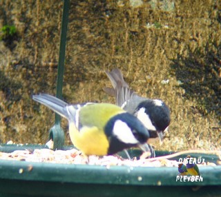 La mésange noire et la mésange charbonnière