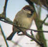 moineau