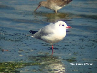 La mouette rieuse