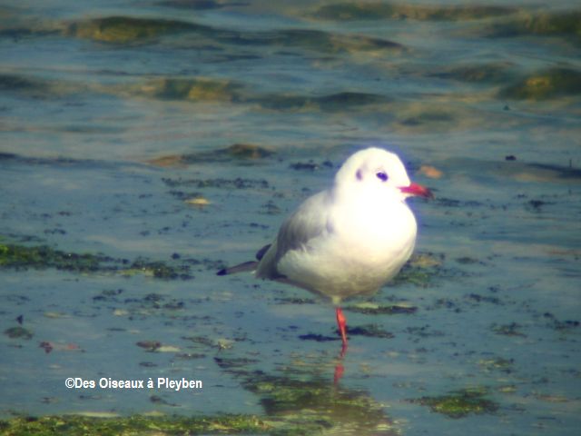 La mouette rieuse