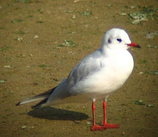 La mouette rieuse