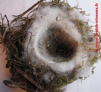 Le nid #2 de mésange charbonnière en direct