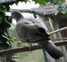 Un jeune pigeon ramier tomb&eacute; du nid, remis en forme au bout des quelques jours, juste avant sa libert&eacute; retrouv&eacute;e (03/07/09)