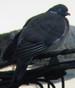 Un couple de pigeons ramiers sur un potreau, pr&egrave;s d'un cypr&egrave;s : le nid en pr&eacute;paration ?(08/03/2009)