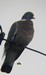 Un couple de pigeons ramiers sur un potreau, pr&egrave;s d'un cypr&egrave;s : le nid en pr&eacute;paration ?(08/03/2009)