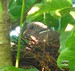 Un pigeon ramier sur son nid, dans le noyer de mon jardin (11/08/2009)