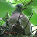 Un jeune pigeon ramier au bord du nid : le départ est proche (12/09/2010)
