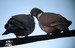 Un couple de pigeons ramiers en pleines marques d'affection (18/04/2009)