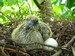 Un pigeonneau de plus d'une semaine, l'autre oeuf n'&eacute;tait pas f&eacute;cond&eacute; (28/08/2009)